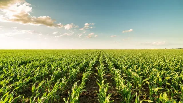 Monocultures - Unsustainable Farming