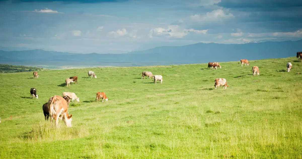 how to sell grass-fed beef