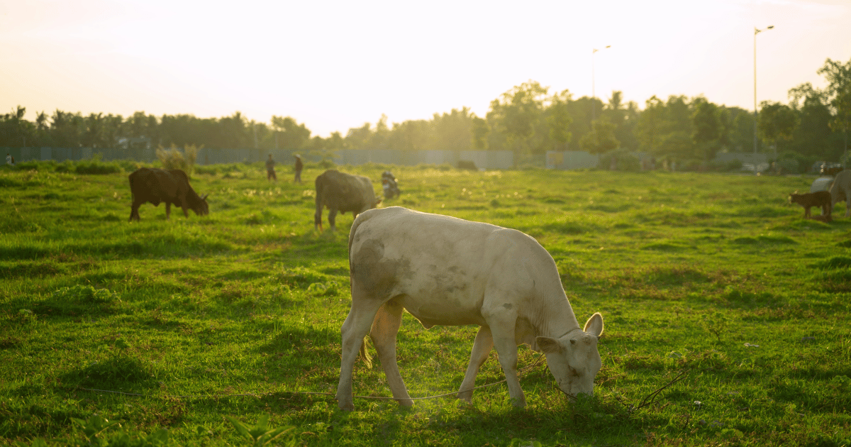 how-to-start-a-regenerative-farm